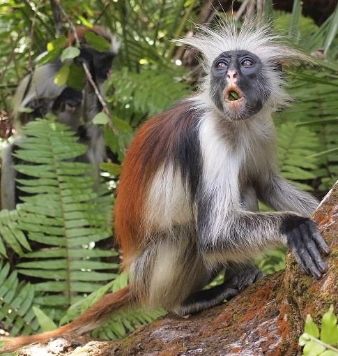 Tana River Red Colobus in Tanzania